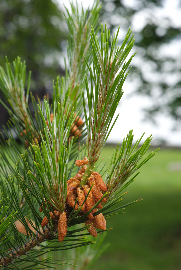 Обычная хвойная. Pinus Sylvestris l. Сосна обыкновенная Пиния. Pinus Sylvestris Bonna.